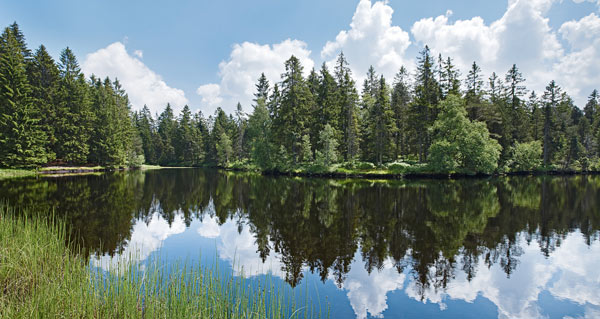 Etang de la Gruère La Theurre Saignelégier