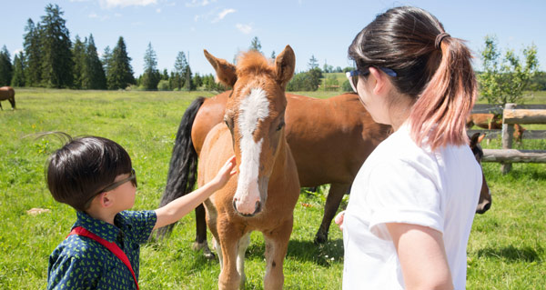 Activités Equestre des Franches-Montagnes